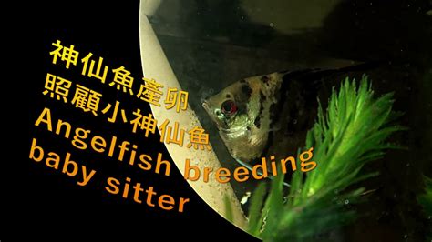 神仙魚產卵幾天孵化 3人合照